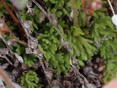 Saxifraga cespitosa