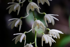 Dendrobium speciosum