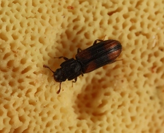 Bitoma crenata
