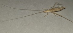 Oecanthus