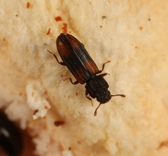 Bitoma crenata