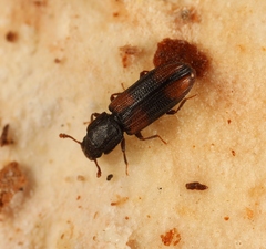Bitoma crenata