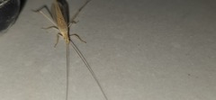 Oecanthus
