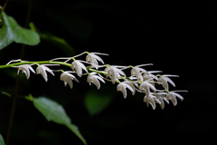 Dendrobium speciosum