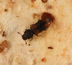 Bitoma crenata
