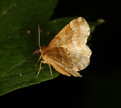 Cepphis advenaria