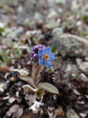 Myosotis