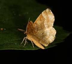 Cepphis advenaria