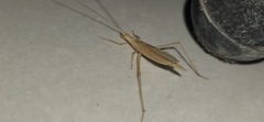 Oecanthus