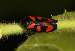 Cercopis vulnerata