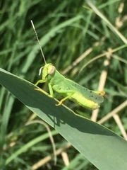 Heteracris pterosticha