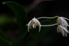 Dendrobium speciosum