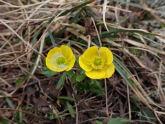 Ranunculus eschscholtzii