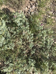 Dalea lanata terminalis