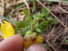 Ranunculus eschscholtzii