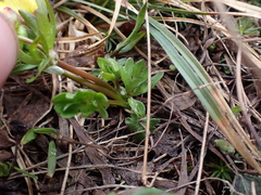 Ranunculus eschscholtzii
