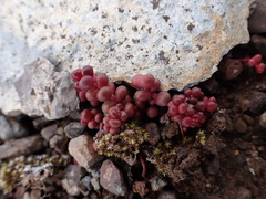 Sedum divergens