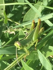 Heteracris pterosticha