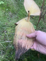 Cypripedium reginae