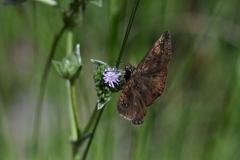 Erynnis zarucco