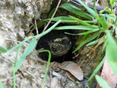 Rhinella dorbignyi