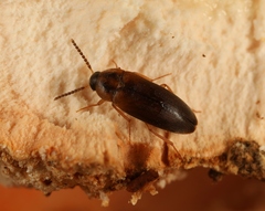 Hallomenus binotatus