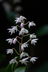 Dendrobium kingianum