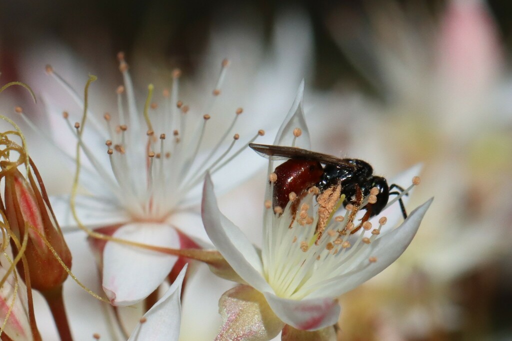 Exoneura from Blue Mountains Nat'l Park NSW 2787, Australia on ...