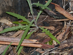 Senecio phelleus