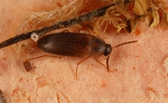 Hallomenus binotatus