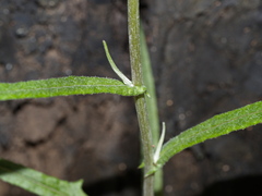 Senecio phelleus