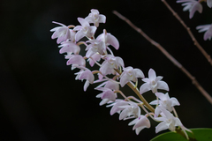 Dendrobium kingianum