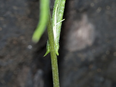 Senecio phelleus