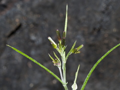 Senecio phelleus