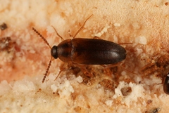 Hallomenus binotatus