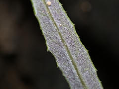 Senecio phelleus