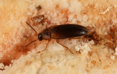 Hallomenus binotatus