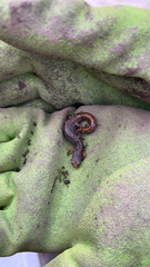 Hemidactylium scutatum