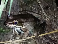 Lithobates maculatus