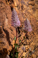 Ptilotus exaltatus