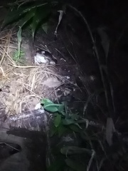 Lithobates maculatus