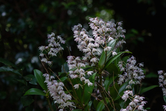 Dendrobium kingianum