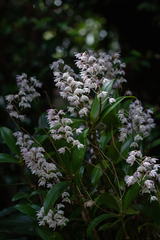 Dendrobium kingianum