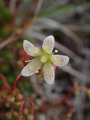 Saxifraga bronchialis