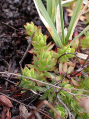 Saxifraga bronchialis