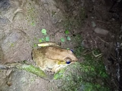 Lithobates maculatus