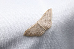 Idaea philocosma