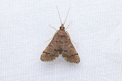 Piletocera macroperalis