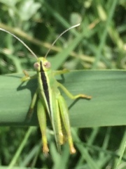 Heteracris pterosticha