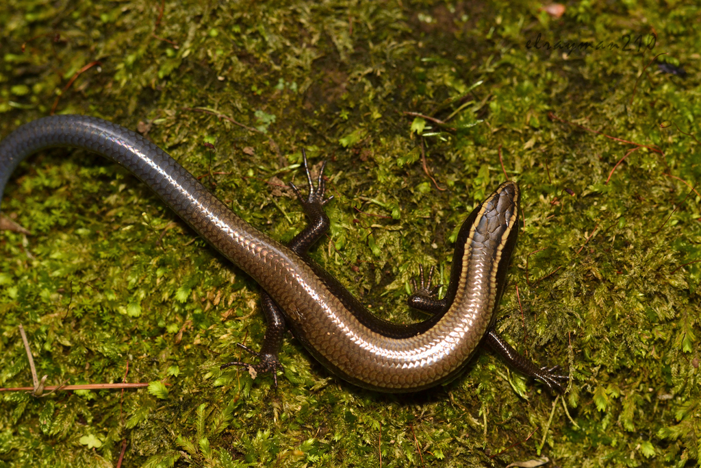 Cope's Skink